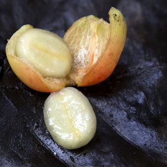 Coffee cherry broken open to reveal two beans